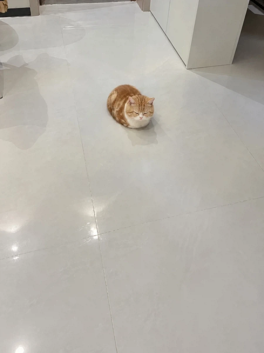 식빵냥... - 이미지 3