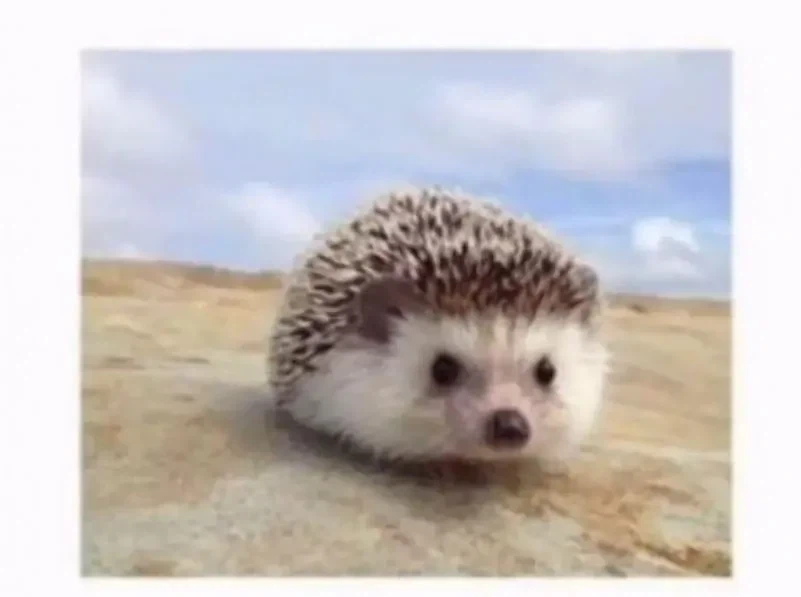 강제로 개명 당한 동물 .jpg - 이미지 2