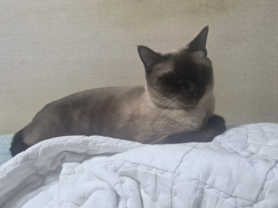 고양이 한번 구워봤는데 나름 겉바속초 된 것 같아~~ - 이미지 7