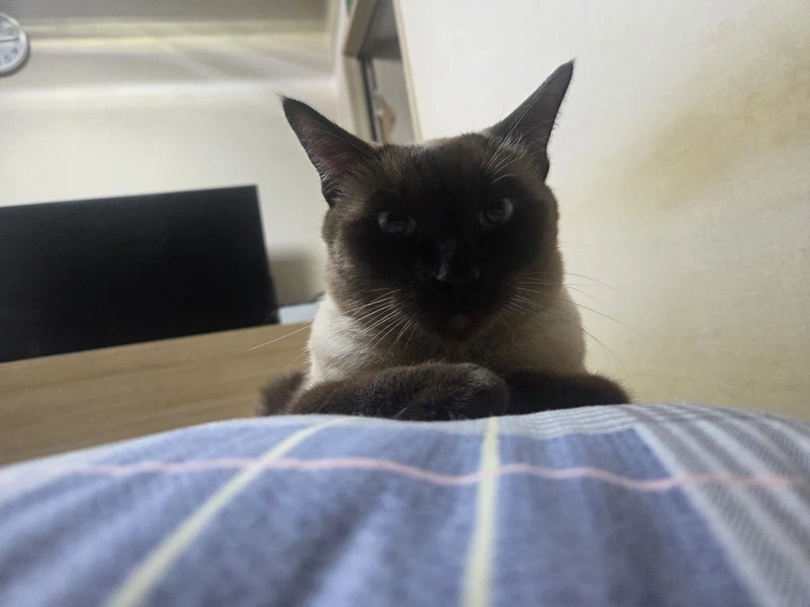 고양이 한번 구워봤는데 나름 겉바속초 된 것 같아~~ - 이미지 8
