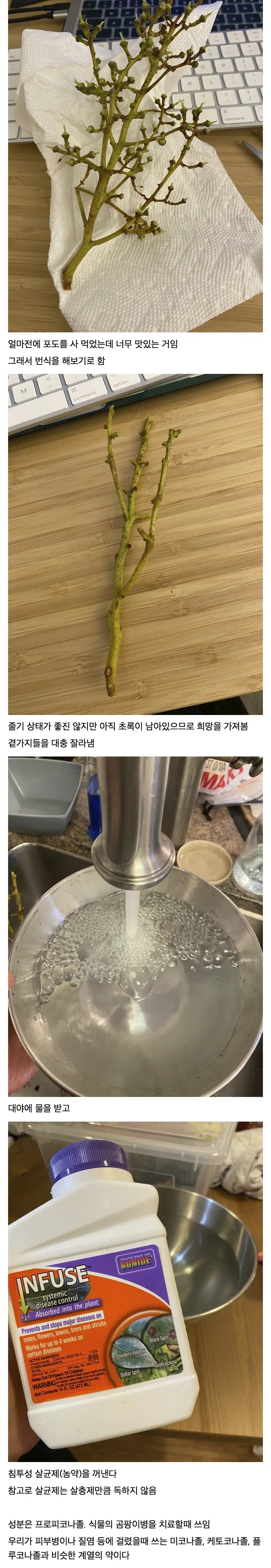 마트에서 사먹은 포도가 맛있어 번식해보았다
