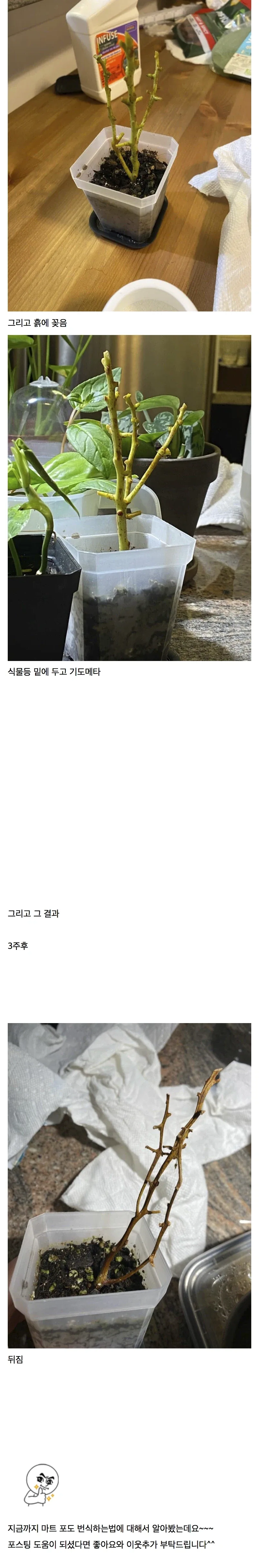 마트에서 사먹은 포도가 맛있어 번식해보았다 - 이미지 2
