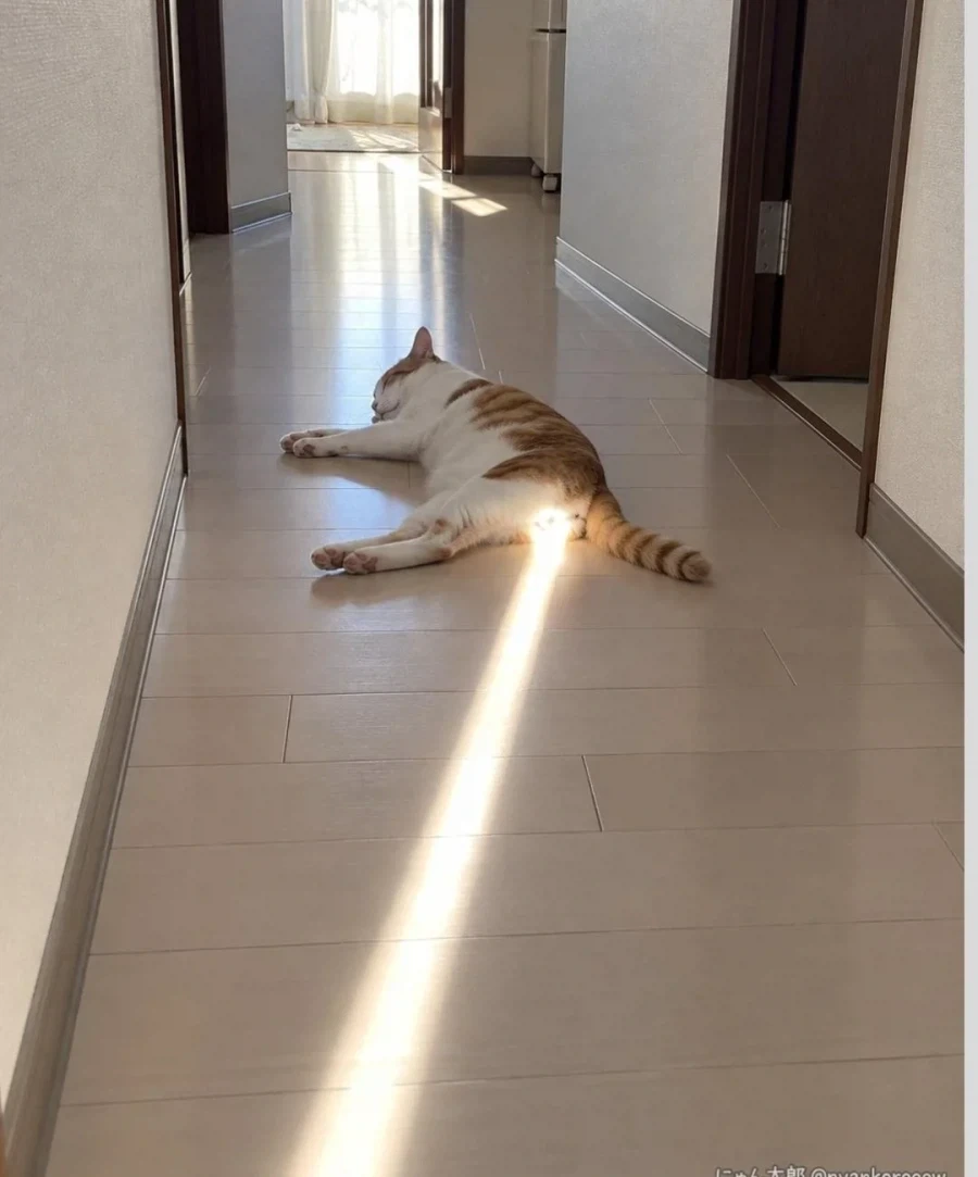 빛나는 고양이 ㅇ알