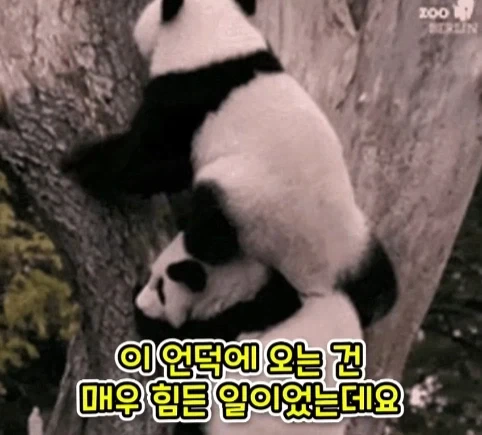 겨우 247m 밖에 안되는 산을 오르는게 힘들었던 이유.jpg - 이미지 6