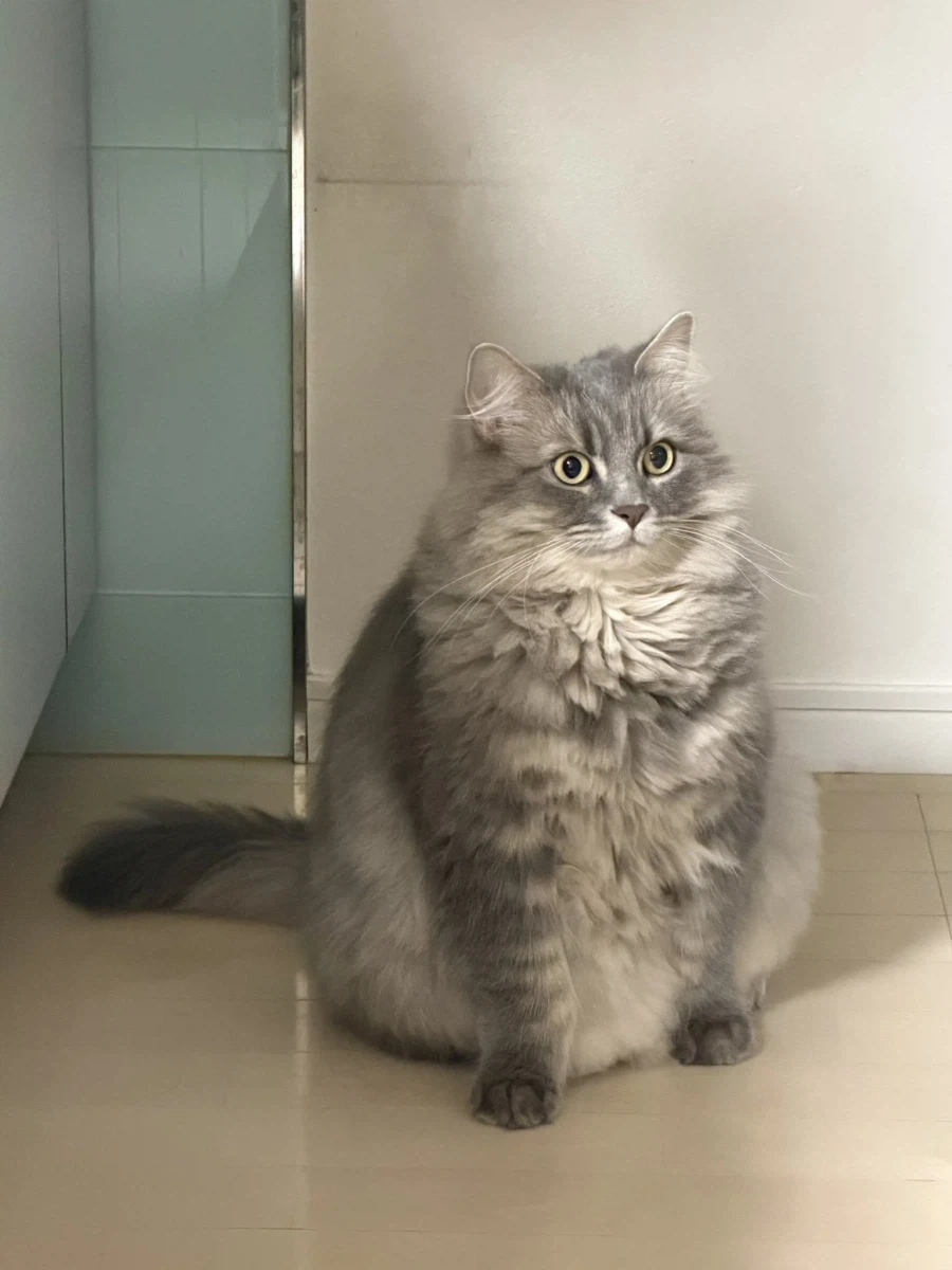 고양이 집사들이 좋아한다는 표정.jpg