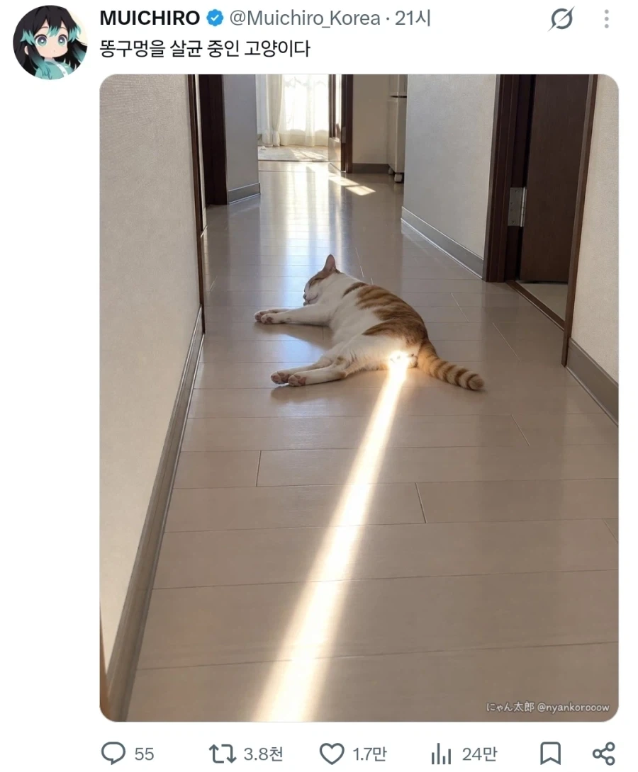 일광 살균 중인 고양이