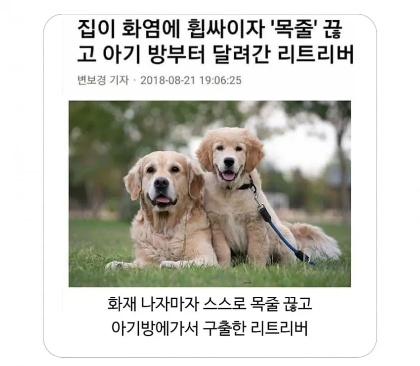 집 화재 났을때 반려동물 반응.jpg