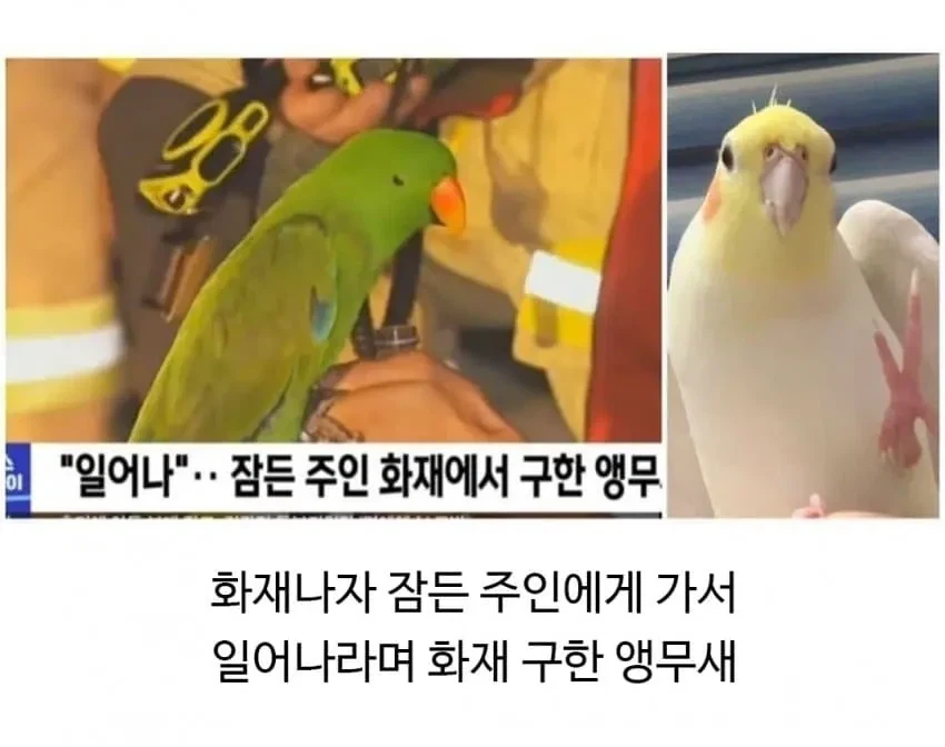 집 화재 났을때 반려동물 반응.jpg - 이미지 2