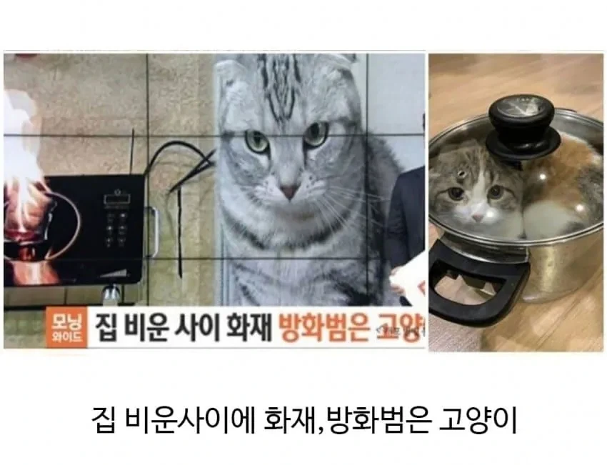 집 화재 났을때 반려동물 반응.jpg - 이미지 3