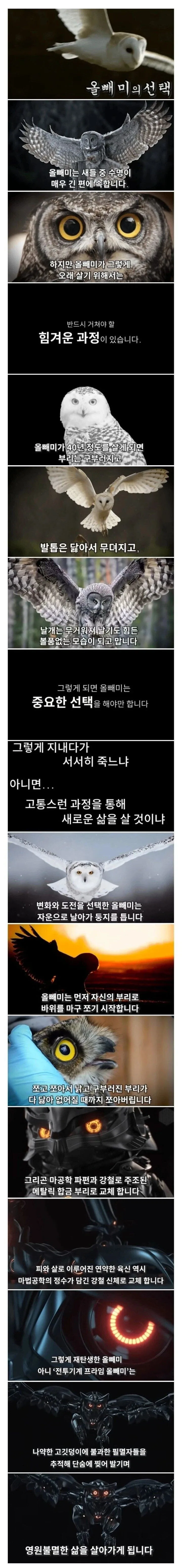 올빼미의 선택