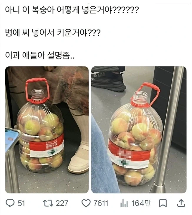 복숭아 어떻게 넣은 거야?