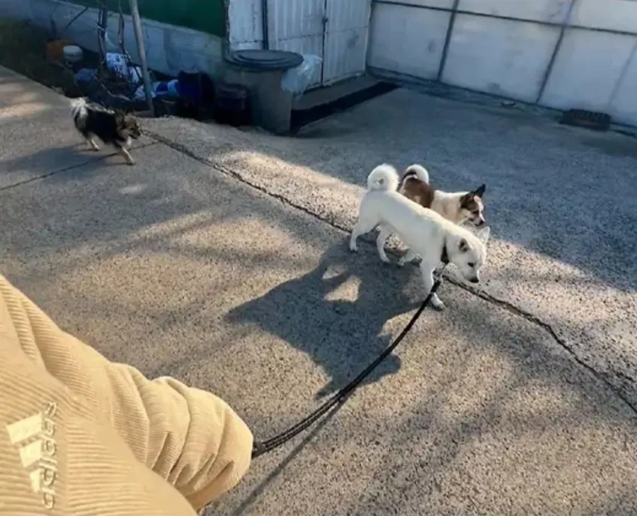 반려견 왜 개목줄 안하고 다니냐고 쿠사리 먹는 견주 - 이미지 2