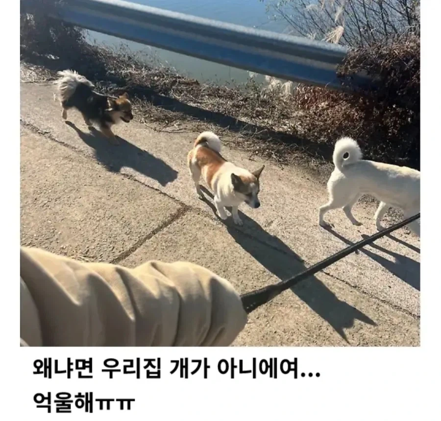 반려견 왜 개목줄 안하고 다니냐고 쿠사리 먹는 견주 - 이미지 3