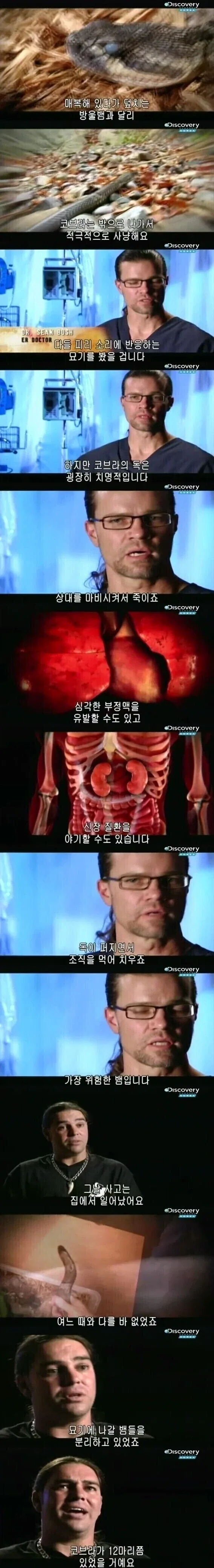 [극혐] 코브라한테 물려서 배에 구멍이 뚫린 청년.jpg