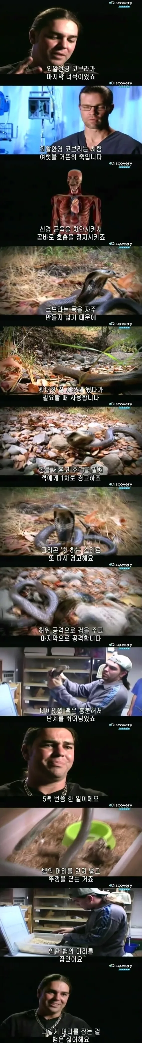 [극혐] 코브라한테 물려서 배에 구멍이 뚫린 청년.jpg - 이미지 2