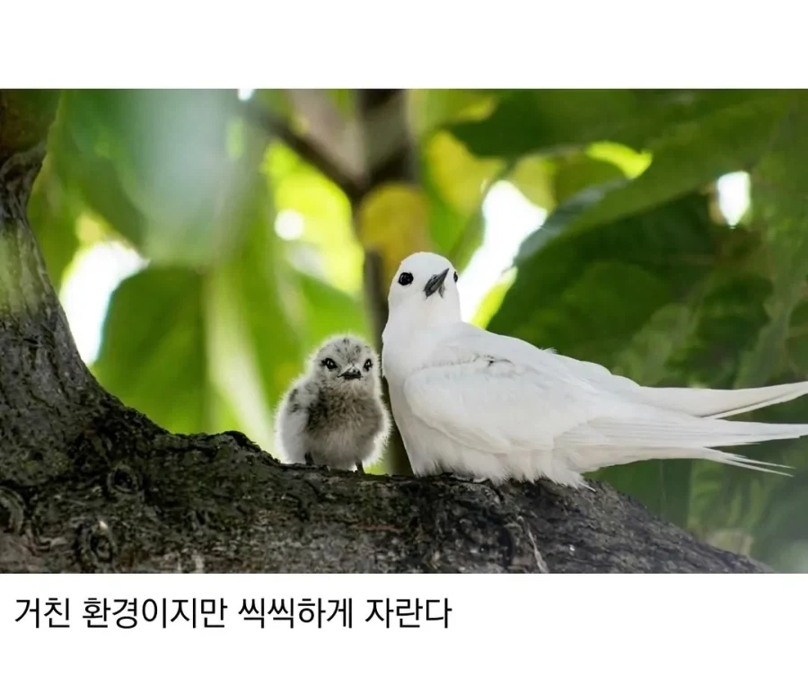 태어난 김에 대충 사는 새 - 이미지 5