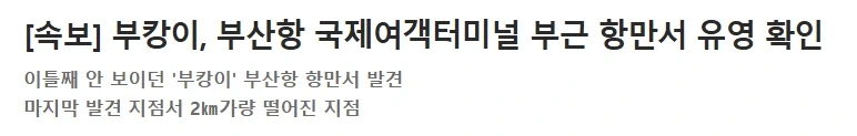 부캉이, 부산항 국제여객터미널 부근 항만서 유영 확인