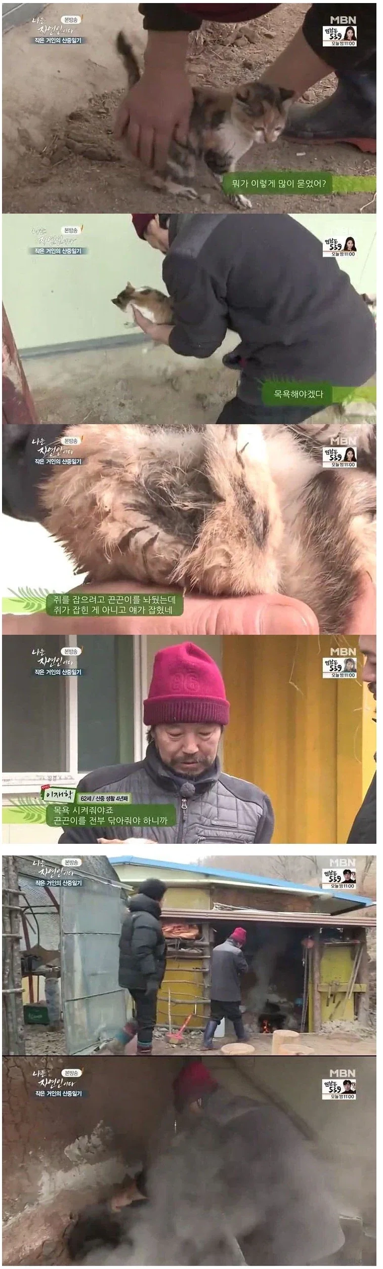 새끼 고양이를 뜨거운물에 담구는 자연인