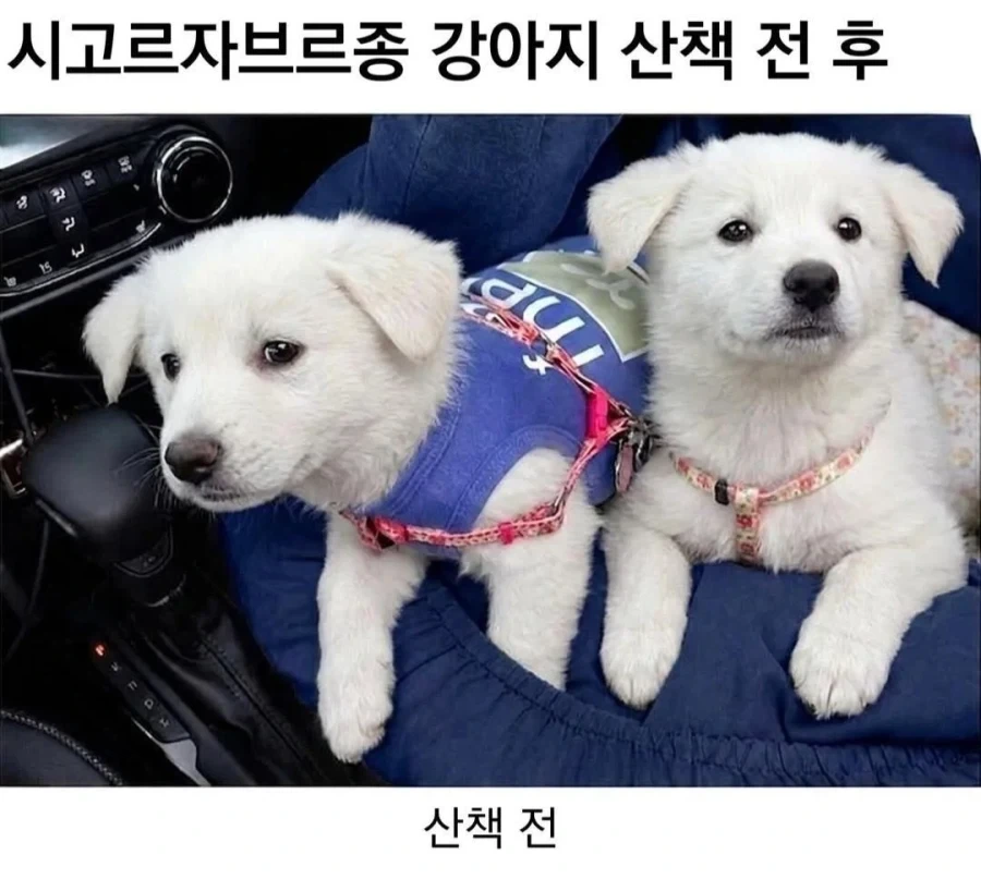 시고르자브르종 산책 전 후