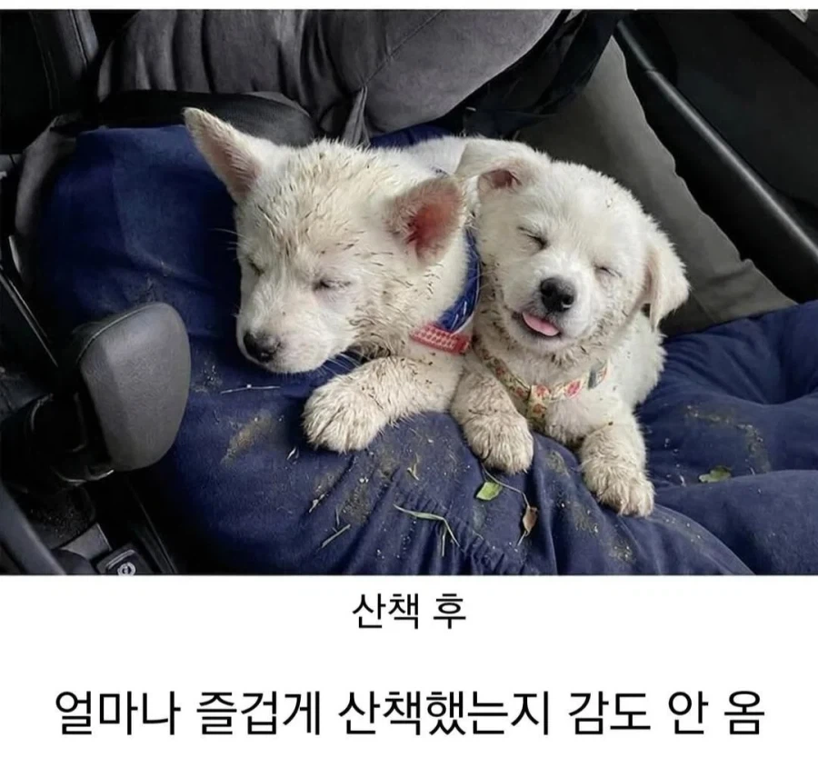 시고르자브르종 산책 전 후 - 이미지 2