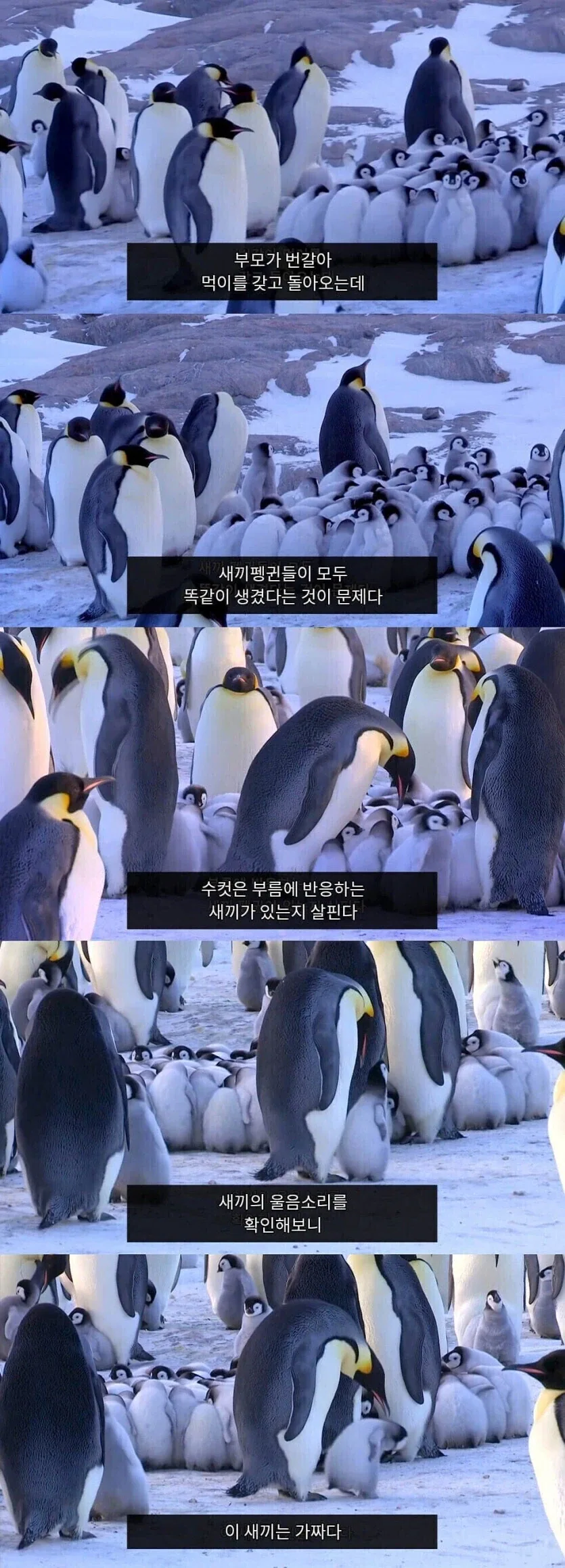 펭귄들의 자식 구별법 - 이미지 2