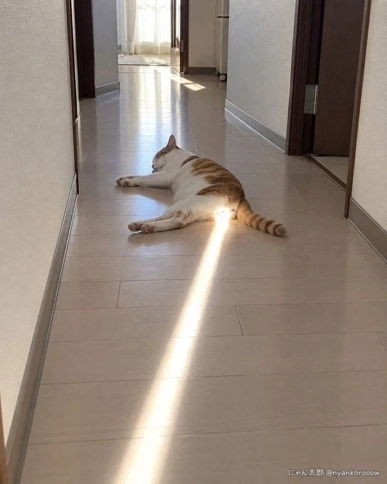 햇빛이 선명하게 XX을 핥고 있었다