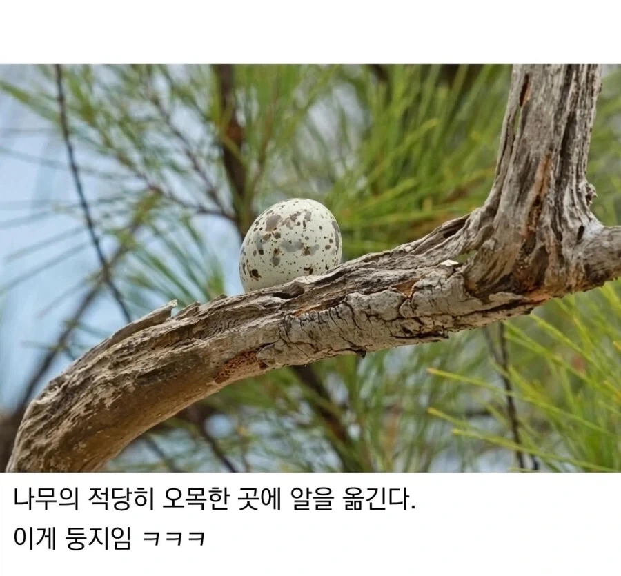 태어난 김에 대충 사는 새.jpg - 이미지 2