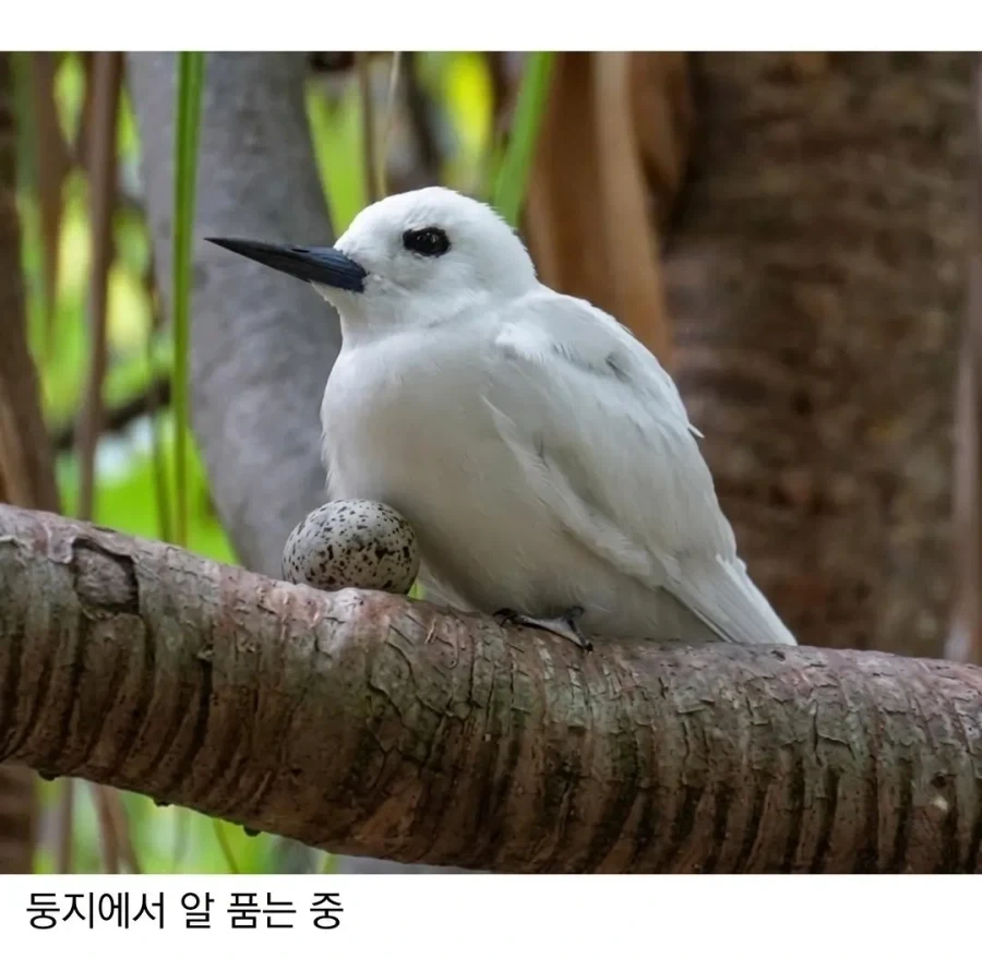 태어난 김에 대충 사는 새.jpg - 이미지 3