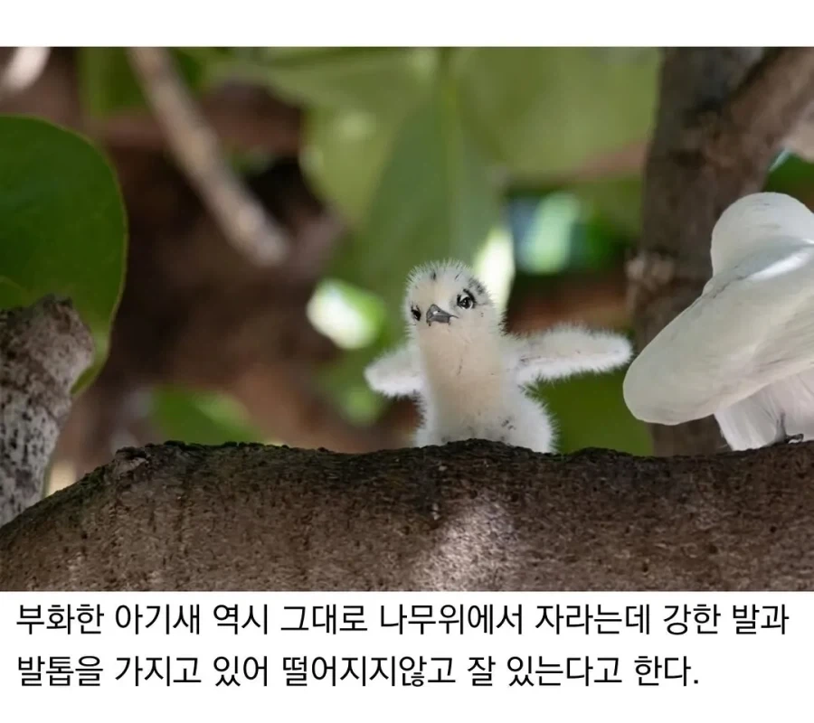 태어난 김에 대충 사는 새.jpg - 이미지 4