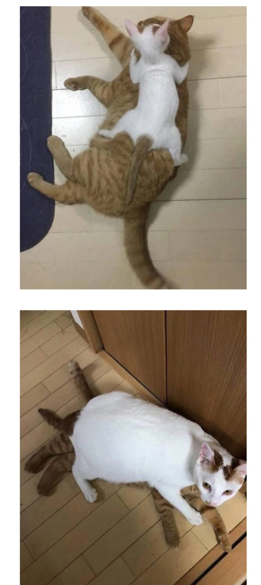아기 고양이들… 확대전 확대후