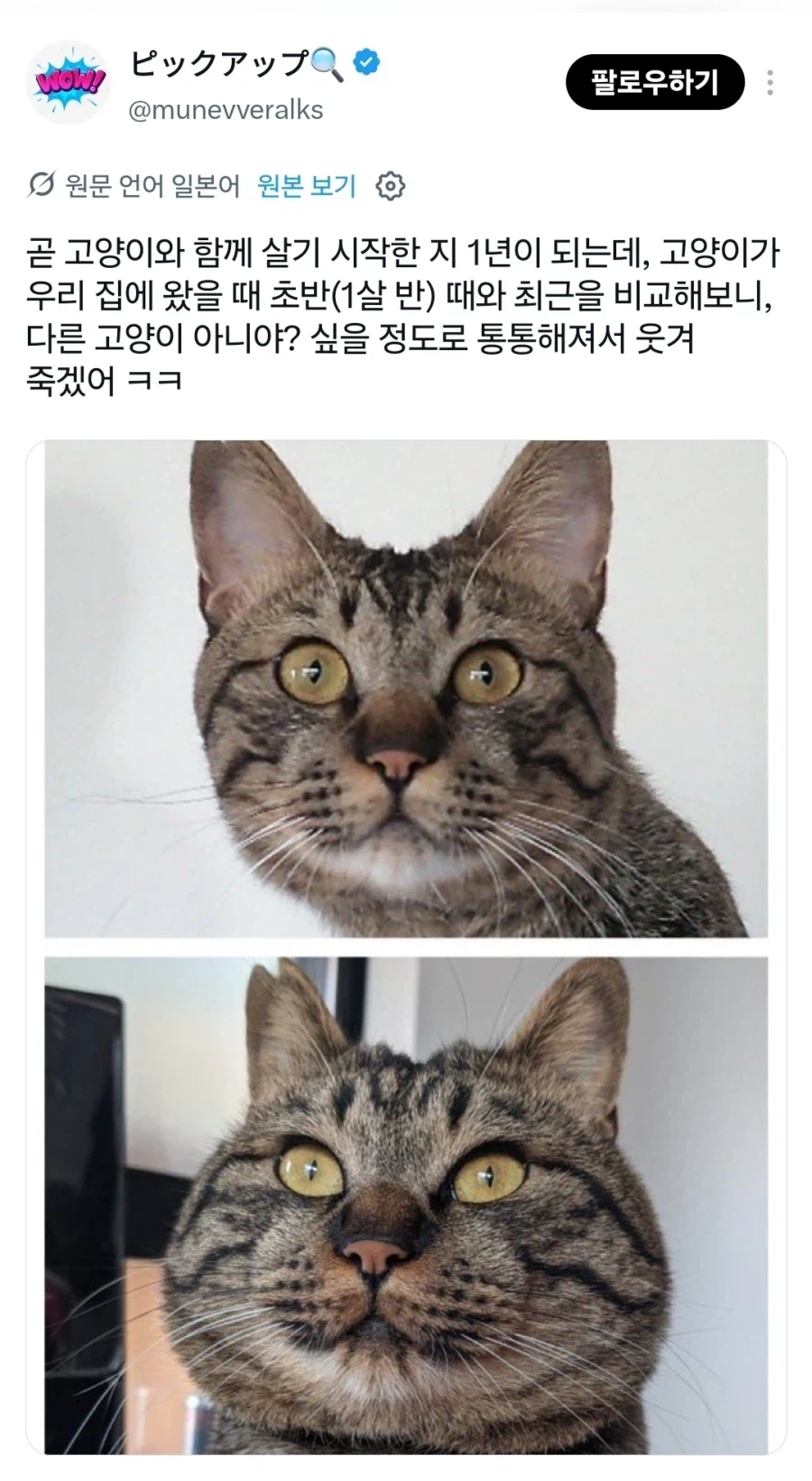 아기 고양이들… 확대전 확대후 - 이미지 2