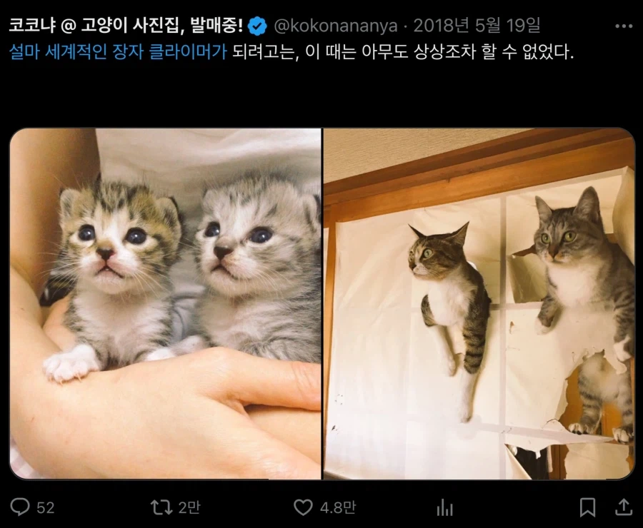 아기 고양이들… 확대전 확대후 - 이미지 6