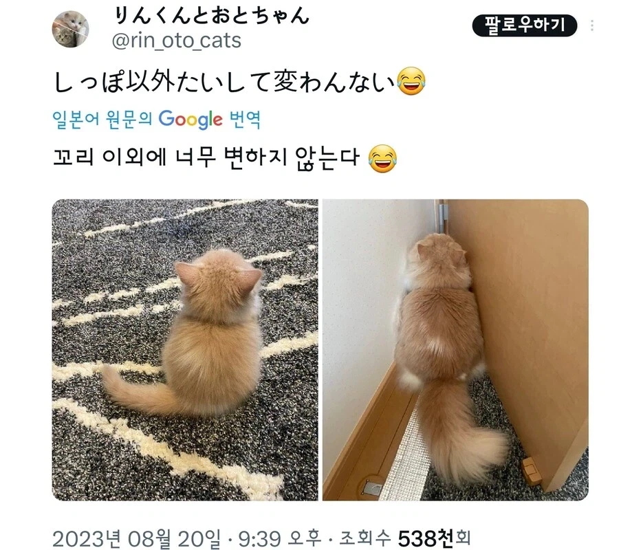아기 고양이들… 확대전 확대후 - 이미지 9