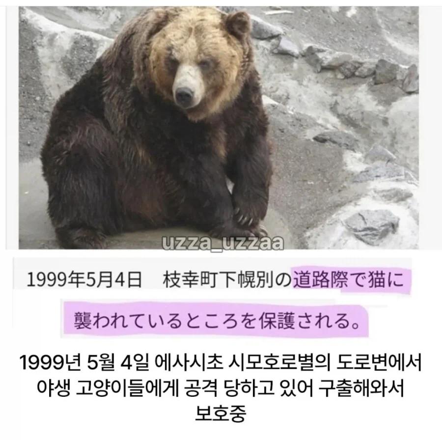 일본 곰 목장의 19대 보스곰 프로필.jpg - 이미지 2
