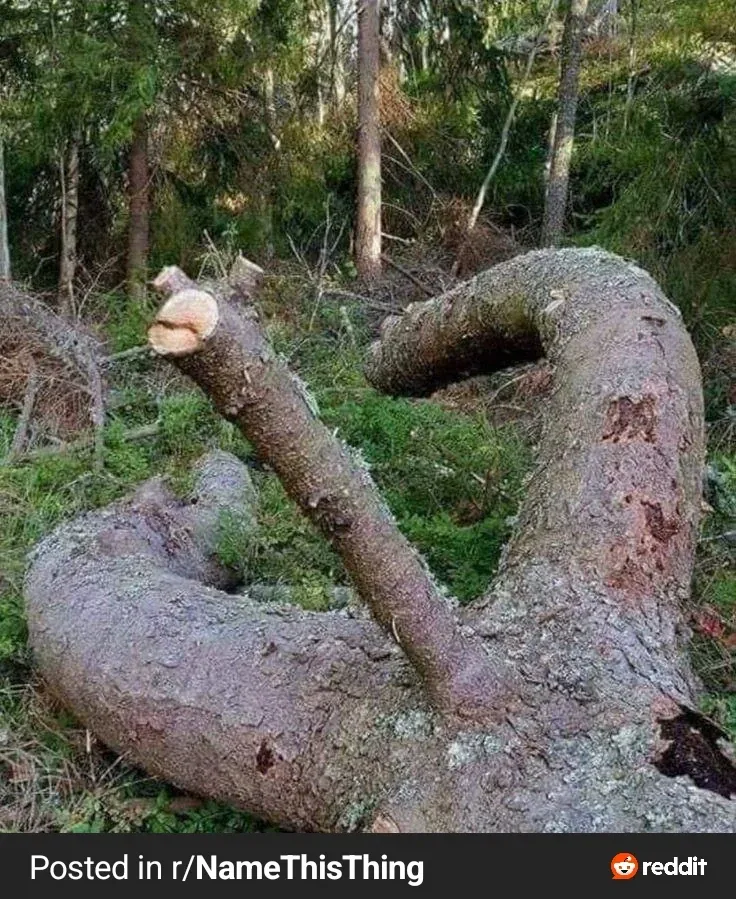 레딧에서 발견한 평범한 나무