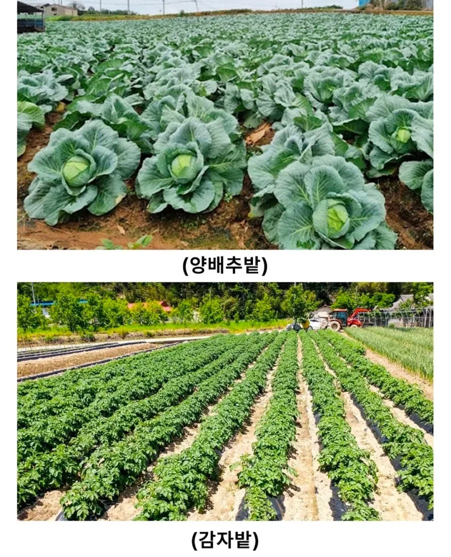 사우론을 당황시킨 샘 와이즈 갬지의 욕망 - 이미지 4