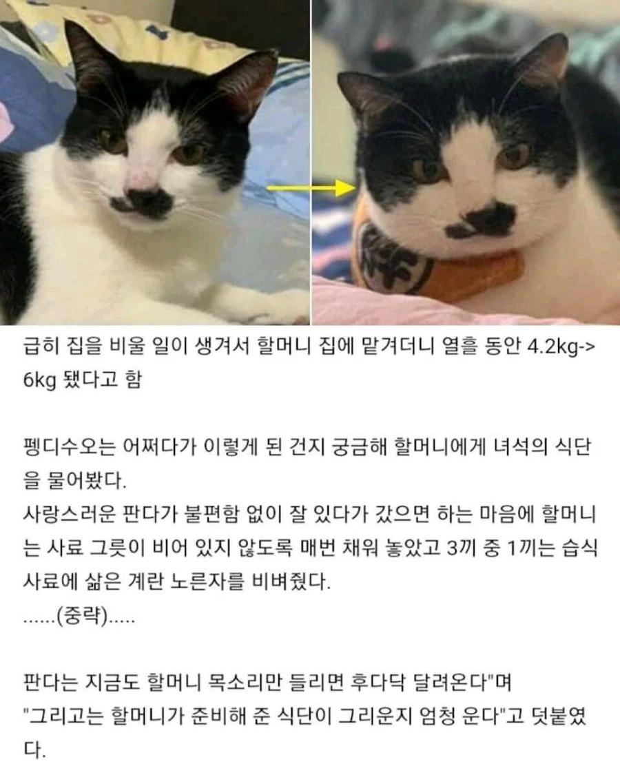 할머니에게 맡긴 고양이의 결말