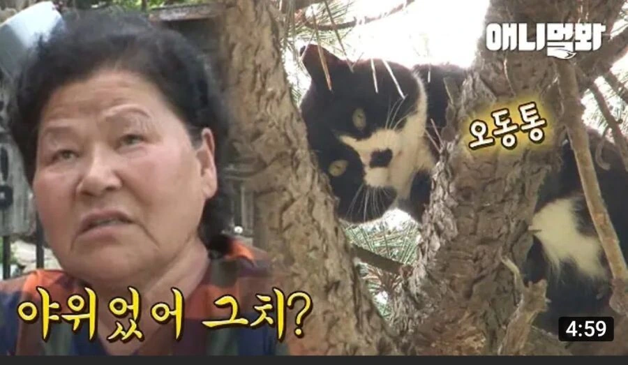 할머니에게 맡긴 고양이의 결말 - 이미지 4