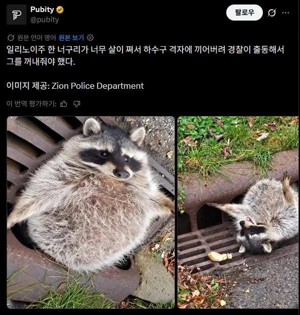 구멍에 끼여 꼼짝도 못하는 라쿤