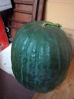 한국에서 못먹는 수박