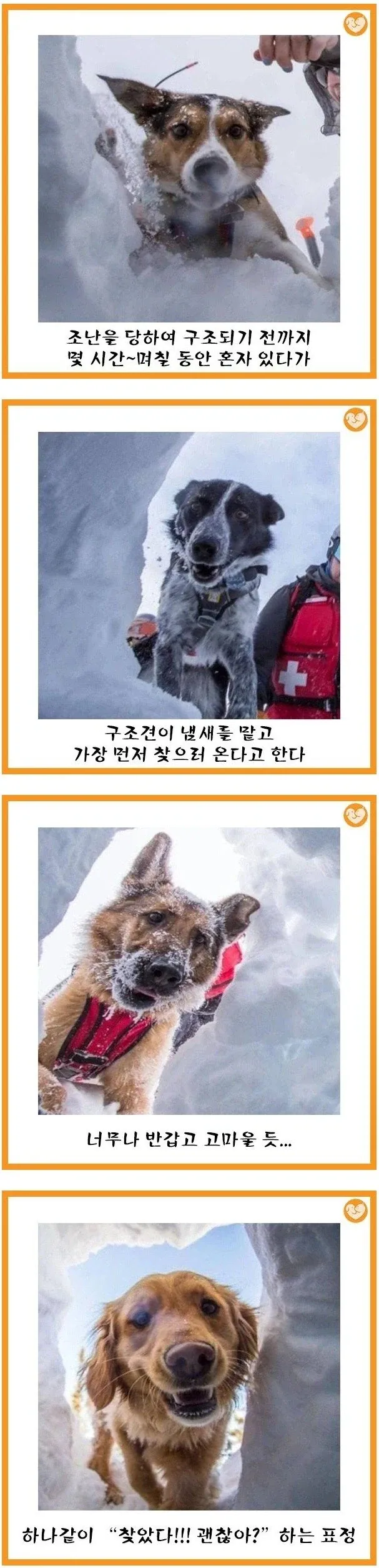 구조견 특