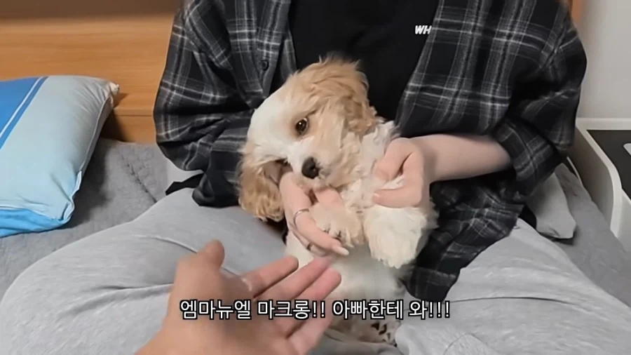 새로 데려온 강아지 이름이 마음에안드는 이유 - 이미지 3