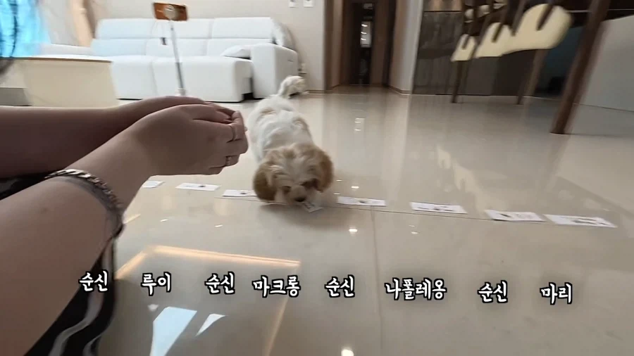 새로 데려온 강아지 이름이 마음에안드는 이유 - 이미지 20