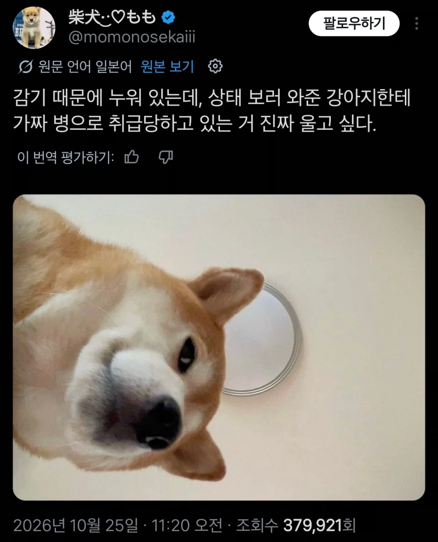 "차라리 산책가기 싫다고 말을 해라"