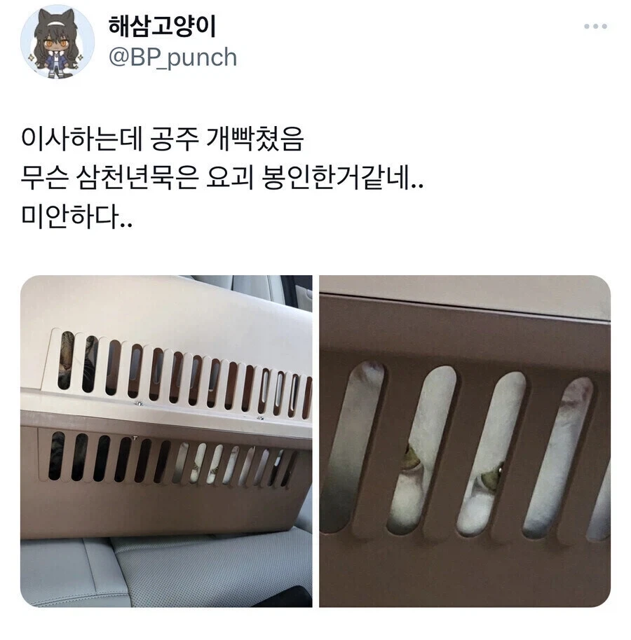 고양이는 표정 없다는게 구라인 이유
