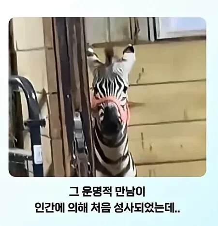 얼룩말 처음 본 말 반응 - 이미지 2