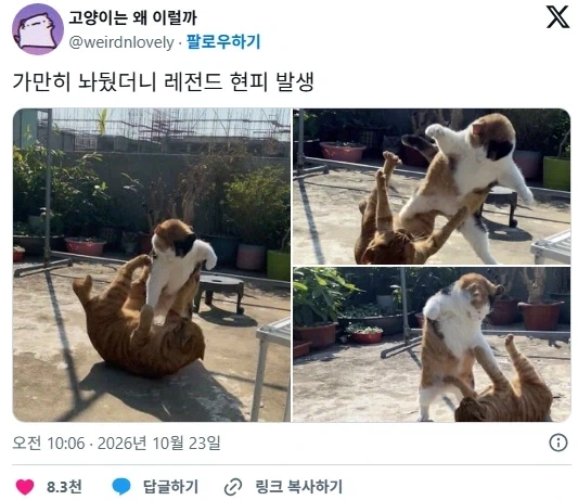 현피 뜨는 고양이들 - 이미지 4