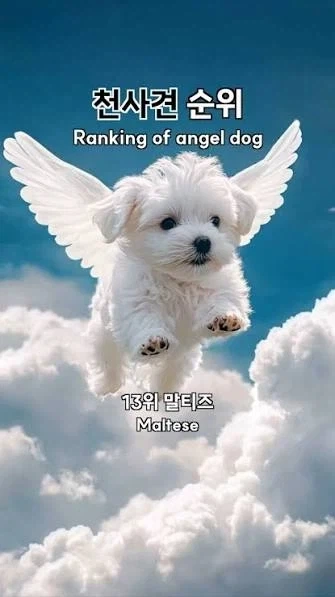 성격이 천사같은 개 키우는 것도 복이긴 하더라