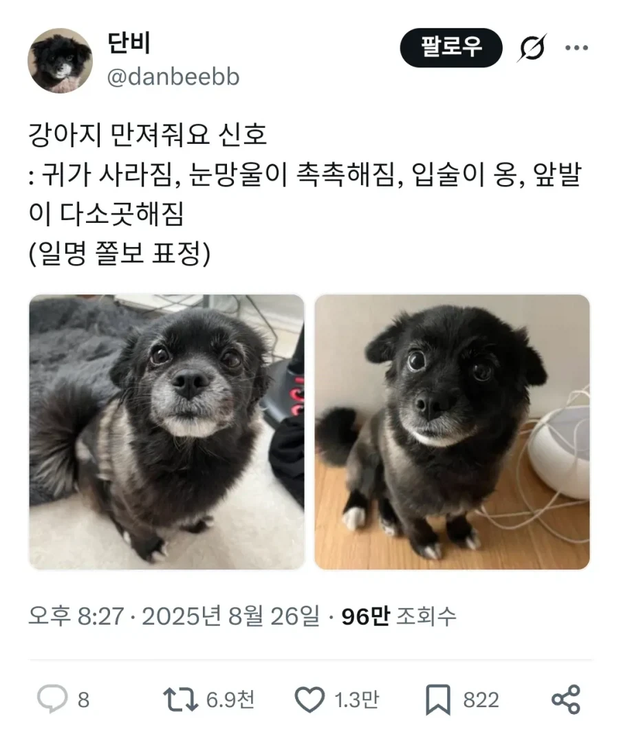 강아지가 귀여움을 받고 싶어 할 때 하는 행동