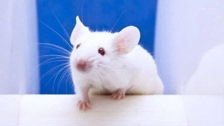 폴더블 스마트폰의 비밀을 알아냈다 - 이미지 3